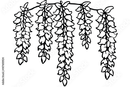 Black outlined wisteria branch shows a cascading floral display on a white background that is appealing