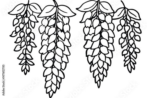 Outlined wisteria clusters hang delicately, each bloom rendered with precise line work, a simple aesthetic