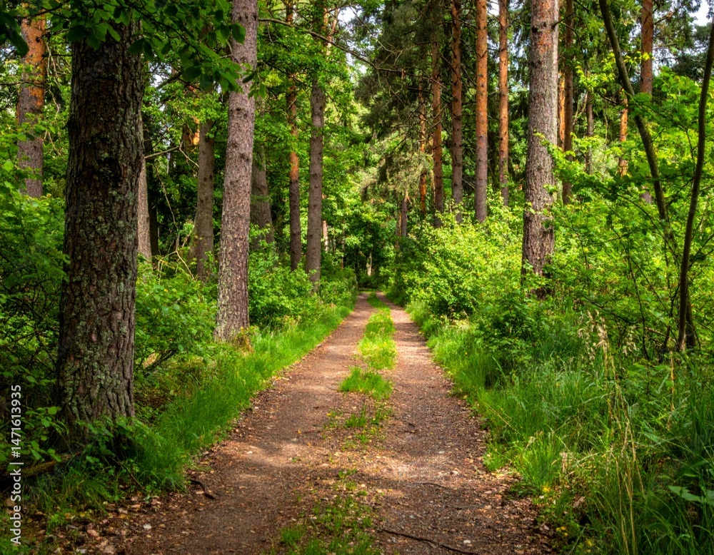 Obraz premium Serene Pathway Through Lush Green Forest Under Soft Sunlight