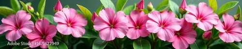 Close up of pink flowers border with vibrant green leaves, botanical, vibrant, nature