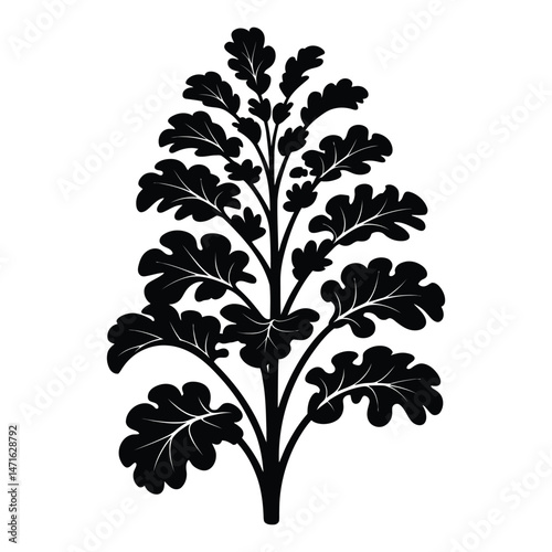 Kale Walking Stick Silhouette, Vector, Illustration, Icon, Logo, White Background.