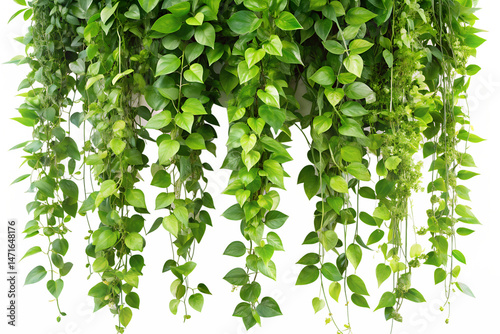 Wallpaper Mural green leaves background transparent Torontodigital.ca