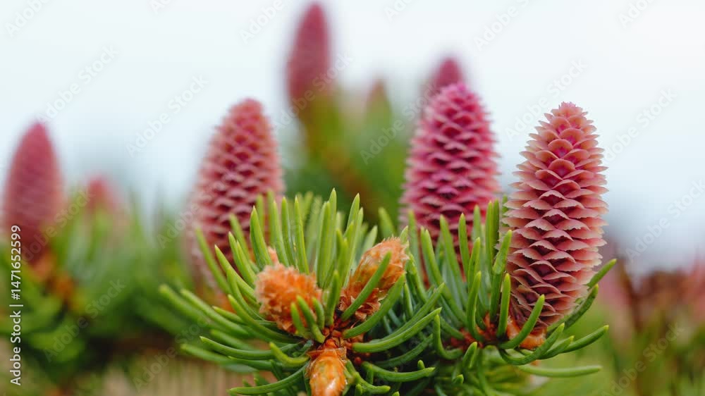 Emerging Pine Cones on Branch Emerging Pine Cones on Branch