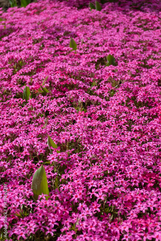 Obraz premium Pink moss phlox in spring or summer flower garden. Phlox subulata. Natural background