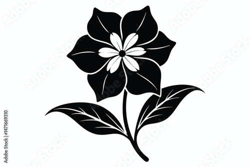 Isolated black flower blossoms beautifully with intricate white inner petals and veined leaves