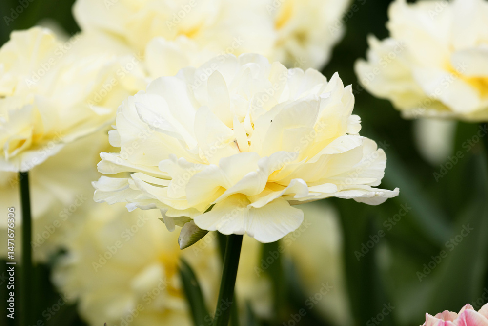 Obraz premium Spring Concept, Blooming White Blooming Tulipa 