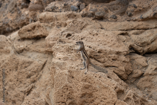 AtlasHörnchen auf Fuerteventura