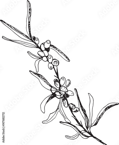 Sea buckthorn botanical illustration