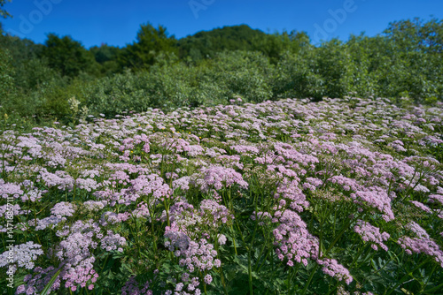 Glade with pink flowering Chaerophyllum in the summer Carpathians.