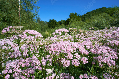 Glade with pink flowering Chaerophyllum in the summer Carpathians.