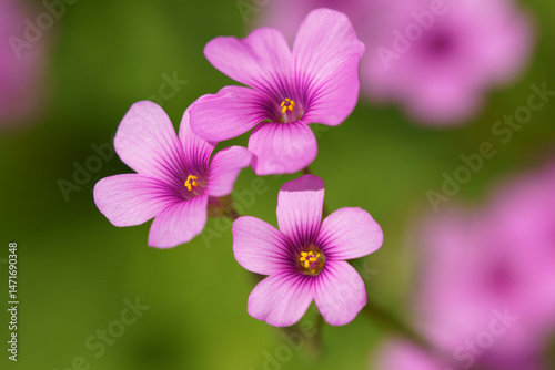 春の花壇に咲くサクラソウのピンクの花