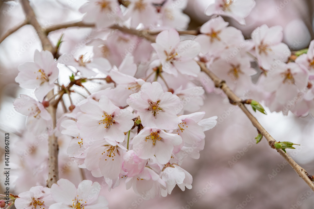 Obraz premium 満開の桜の花房