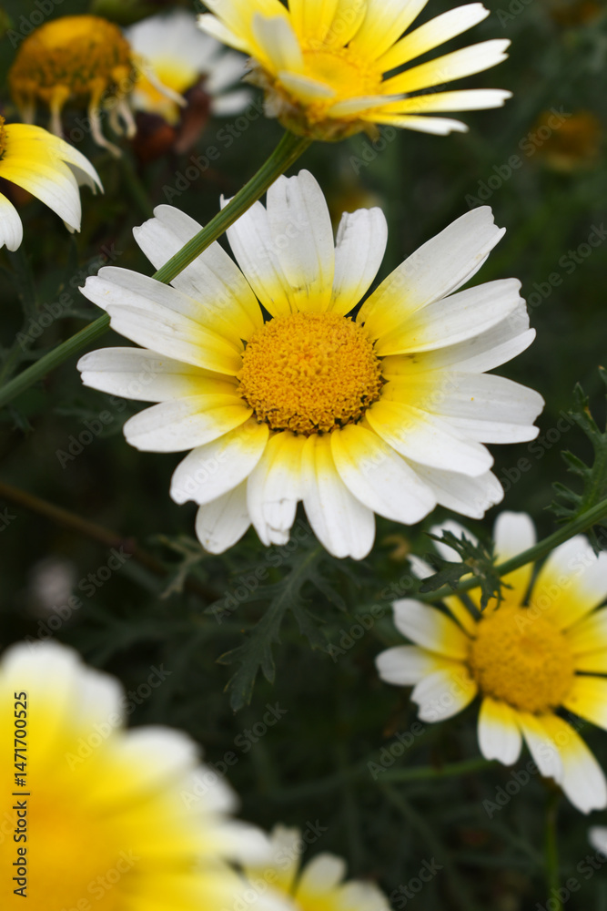 Fototapeta premium White Yellow Crown Daisy, Close-up of a white and yellow crown daisy flower, blooming in nature, Close-up shot of beautiful White yellow Crown Daisy flower (Chrysanthemum coronarium), Crown Daisy,
