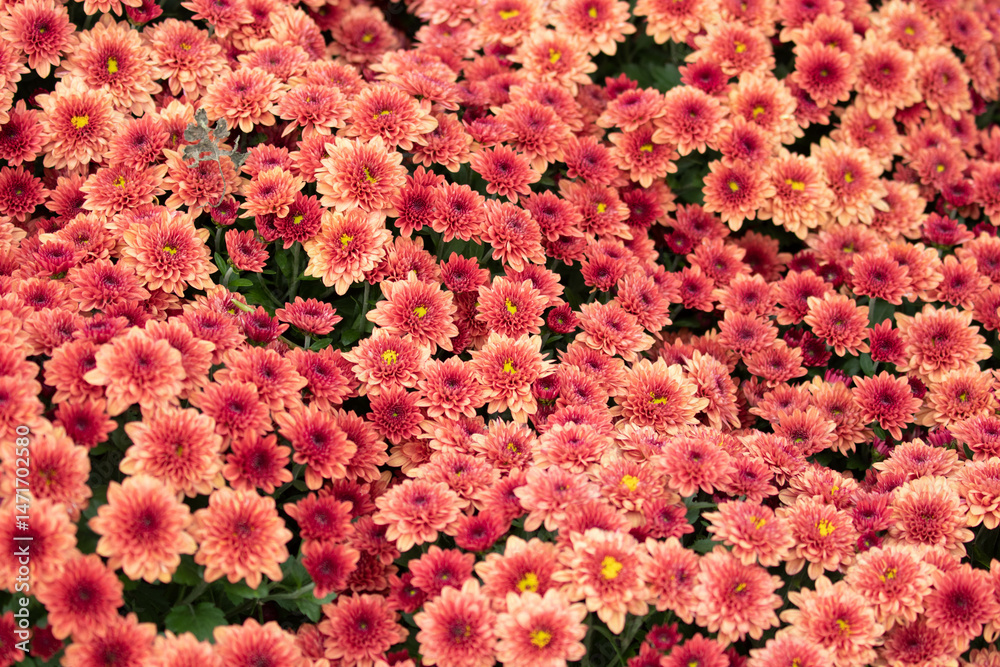 Spring Concept, Blooming Colorful Indian Blanket Flower ,Gaillardia pulchella, Fire-wheel , Rose Ring Gaillardia Spring Concept, Blooming Colorful Indian Blanket Flower ,Gaillardia pulchella, Fire-wheel , Rose Ring Gaillardia