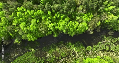 Top down view of winding river by green spring forests.