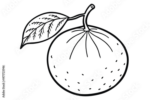 Black outline drawing showcases an orange fruit alongside a detailed leaf and stem