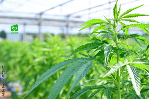 Greenhouse Cannabis Cultivation