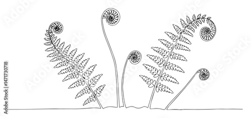 botanical line vector of ferns unfolding, nature growth symbol in minimal style