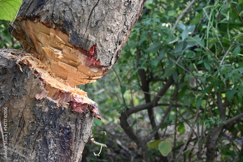 Tree being cut down with an axe. Wood is being cut for fuel in an Indian village. Indian village cutting wood from his hand with the help of axe.