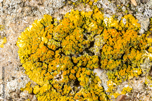 Fotografi Caloplaca, Xanthoria and other different types of crustose lichen species on a c