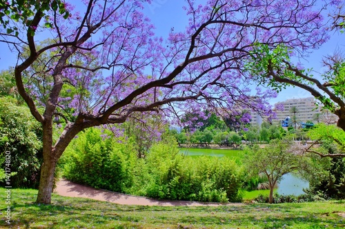 Parque de la Paloma Jacaranda tree