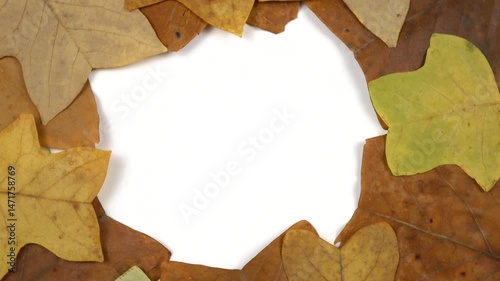 Autumn leaves of tulip tree and white copy space, greeting card, background