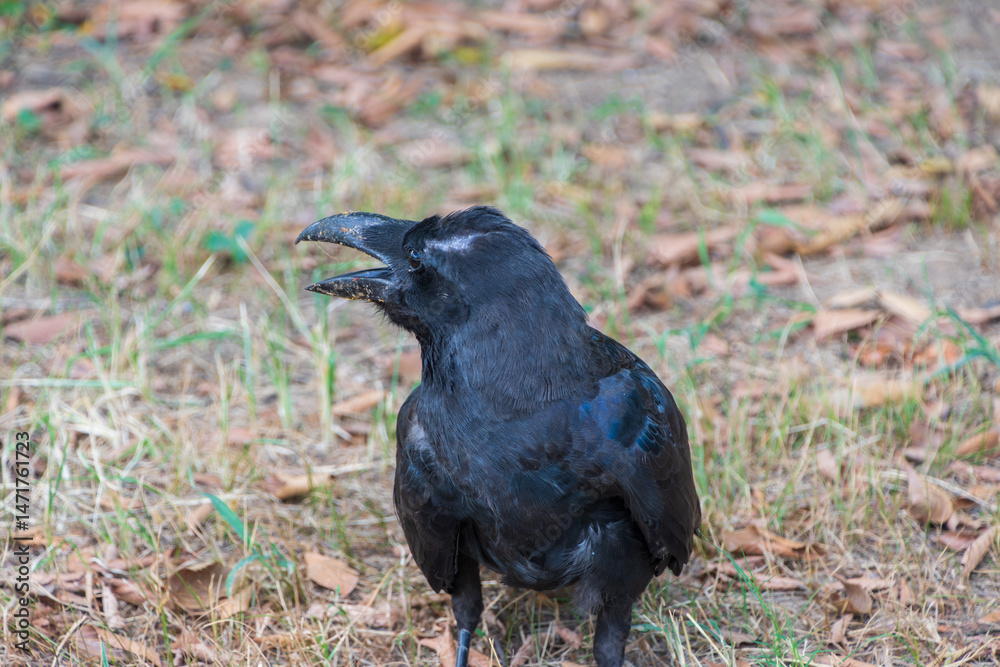 Fototapeta premium 地面に立つハシブトガラスの横顔