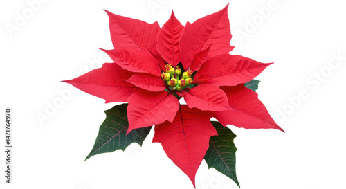 Foto Isolated Red Poinsettia Flower