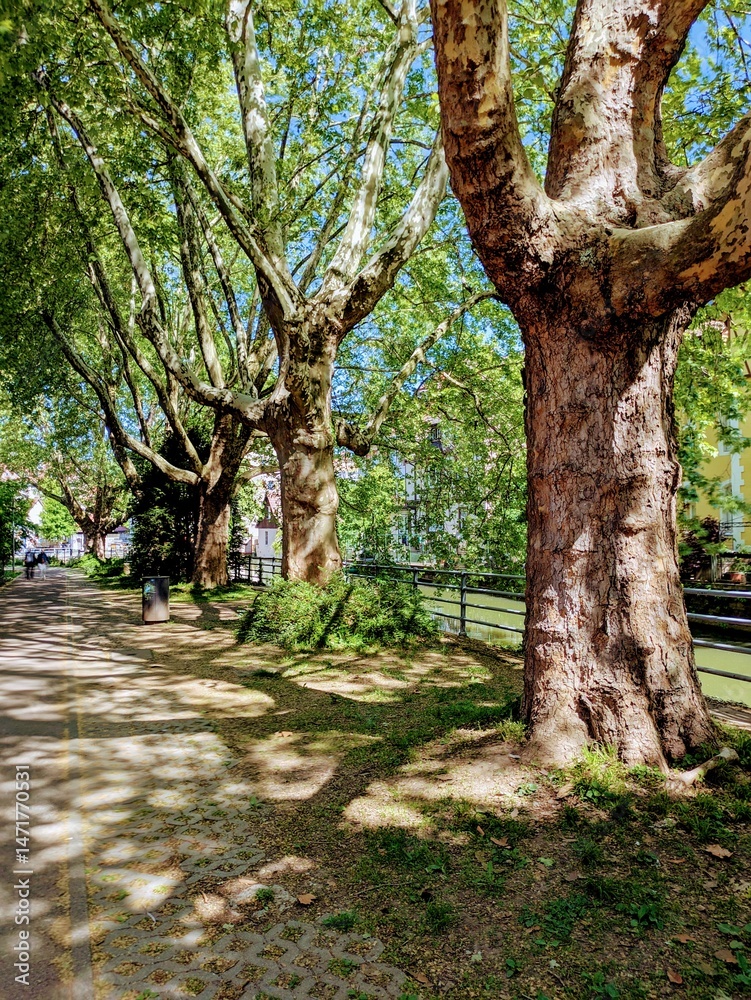 Obraz premium trees in the park