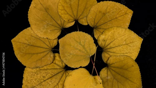 Autumn leaves of katsura tree, fall color palette, black background