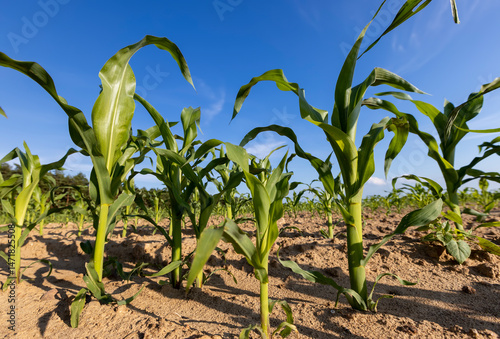 sweet corn on fertile soil in the field , subsistence farming, a field with green corn sprouts against a blue sky
