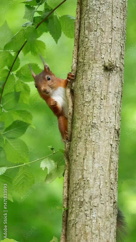 Squirrel on a tree in slowmotion Squirrel on a tree in slowmotion