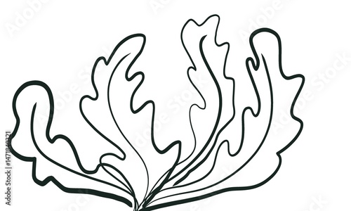 vector illustration of a feather isolated on white