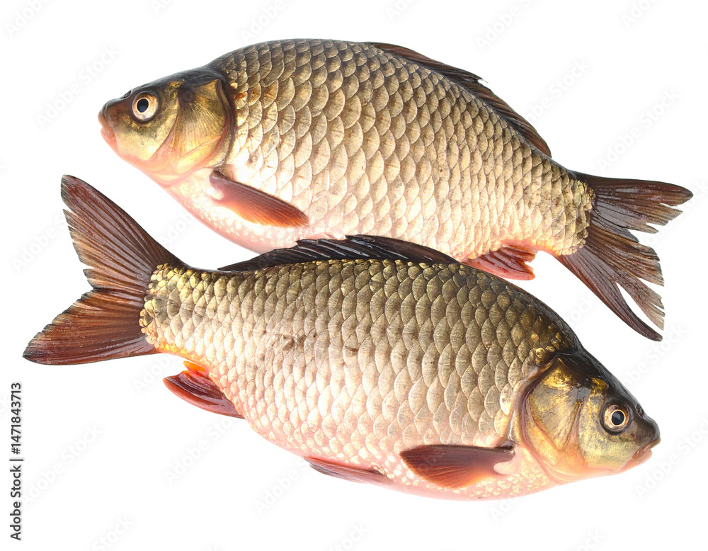 Two Crucian Carp Isolated on Transparent Background Fish Freshwater Wildlife Concept