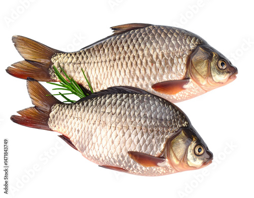Obraz na płótnie Two Fresh Carp Fish Isolated on Black Background Culinary Ingredient PNG w salonie