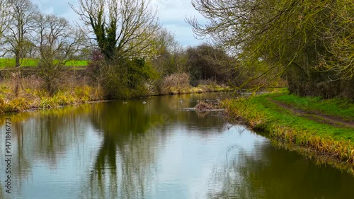 Ducks swimming on narrow canal in United Kingdom. Calm water reflecting leafless trees and green banks. Overgrown vegetation lining small navigation channel. Rural waterway stretching through