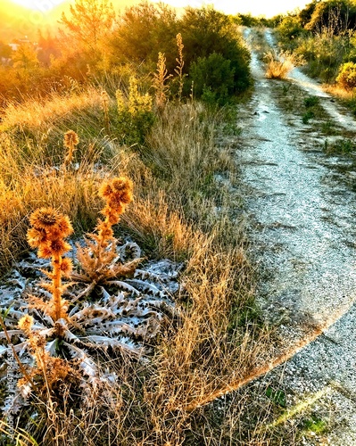 Desert cactus basking in sunset light along a dirt path  