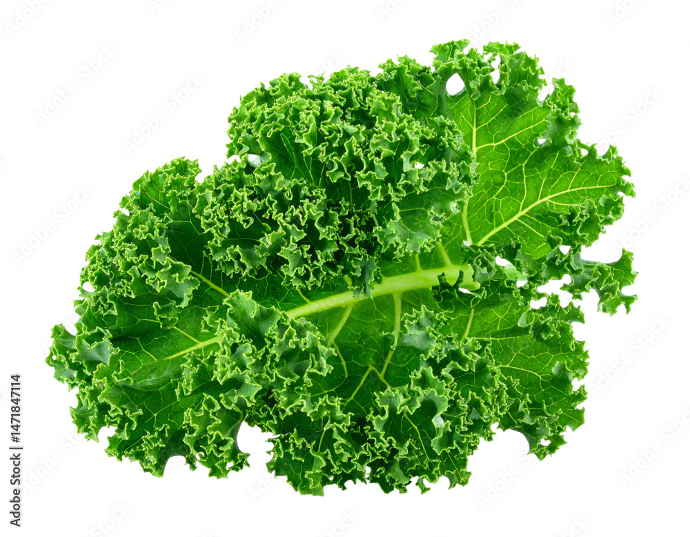 Fresh Green Kale Leaf Isolated Healthy Eating Transparent Background PNG Cutout