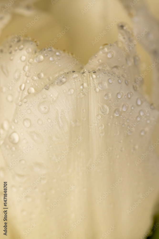 Fototapeta premium tulip covered with water droplets, wet and beautiful white tulip , close up, side view