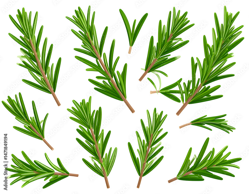 Fototapeta premium Collection of rosemary sprigs. Detailed illustration of fresh rosemary leaves
