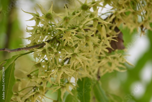 Polyalthia longifolia tree flowers. It's tree other names Ashoka, glodokan, glodogan tiang, False Ashok Tree. 
The bark of this trees is used in making many Ayurvedic medicines.
