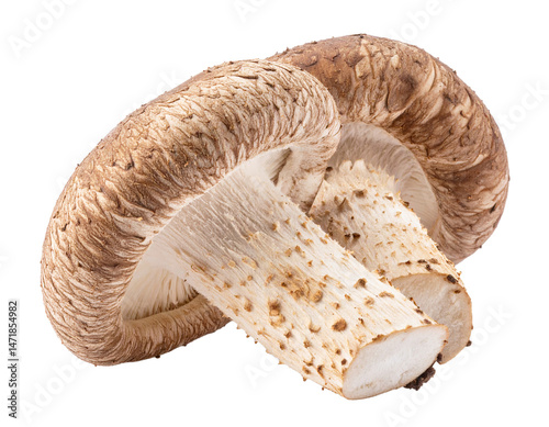 Obraz na płótnie Shiitake Mushroom Isolated Culinary Ingredient PNG Transparent Background Food Object w salonie
