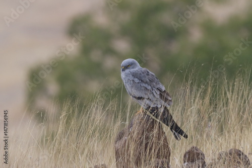 This striking image captures Montagu’s Harrier, a slender and elegant bird of prey known for its graceful flight over open grasslands and agricultural fields. With its long wings, narrow body, and kee