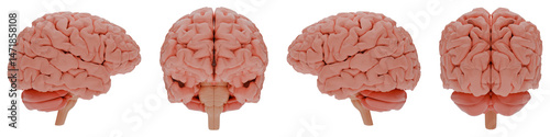 Human Brain 3D Model – Front, Side and Back Views – Transparent PNG for Medical and Educational Use
