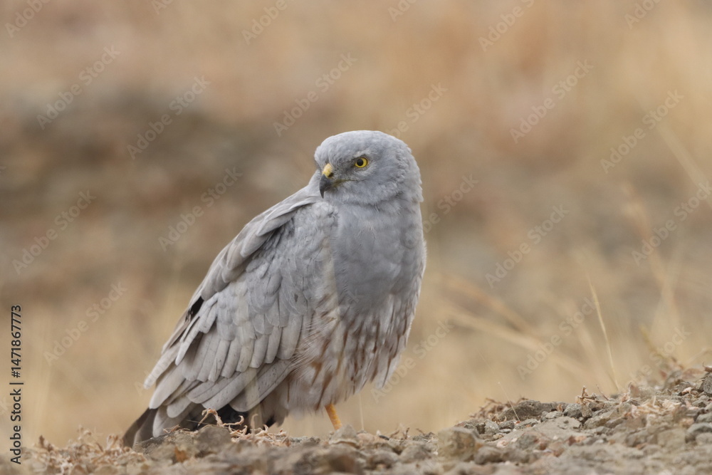 Fototapeta premium This striking image captures Montagu’s Harrier, a slender and elegant bird of prey known for its graceful flight over open grasslands and agricultural fields. With its long wings, narrow body, and eye