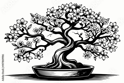bonsai tree on black background