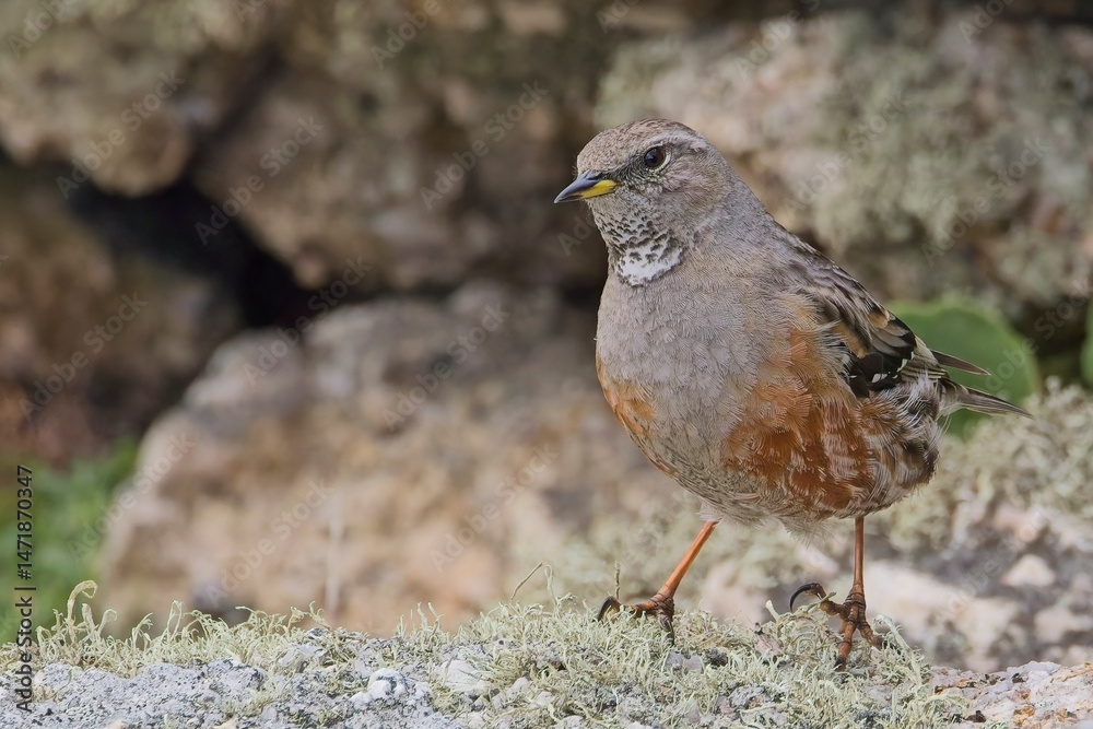 Obraz premium Alpine Accentor, (Prunella collaris), on lichen-covered rocks, a rare British vagrant, Cornwall, UK.