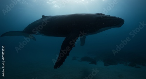Majestic Humpback Whale Silhouette - A lone humpback whale swims gracefully through deep blue ocean water, silhouetted against a sunlit surface