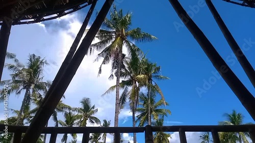 Footage of coconut trees with a beautiful clear sky.