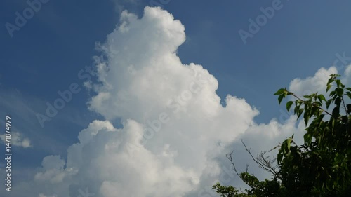 入道雲と素早く飛ぶクロアゲハ